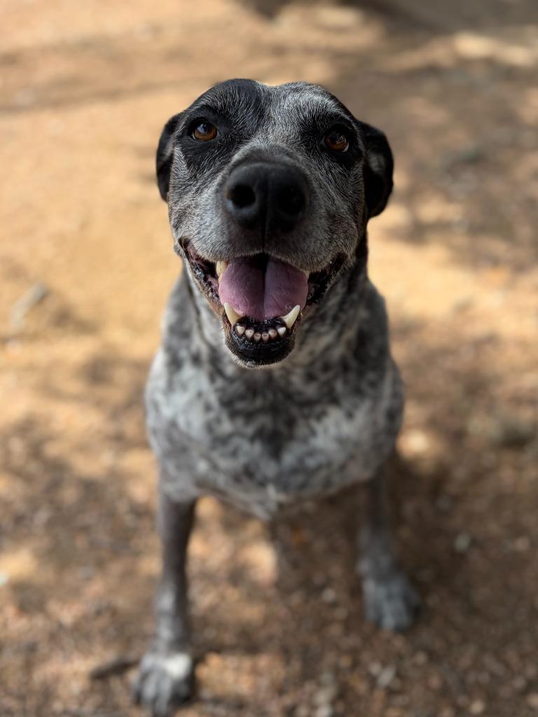 Enlarge Mama Dog, a Adoptable mixed breed in Lockhart, TX image 2/3
