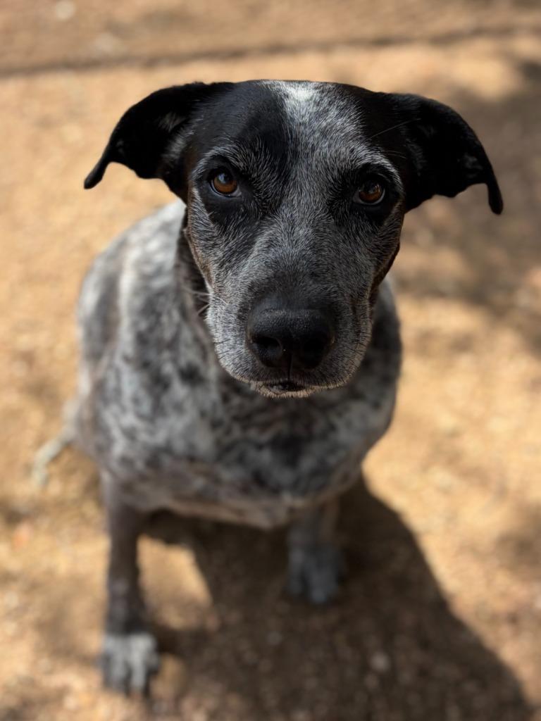 Enlarge Mama Dog, a Adoptable mixed breed in Lockhart, TX image 3/3