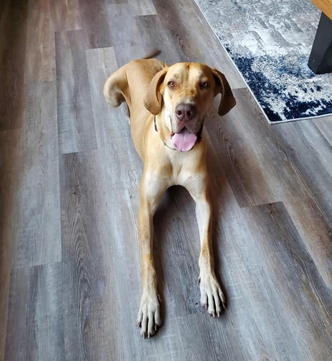 Nala, a Adopted Great Dane in ocala, FL image 2/5