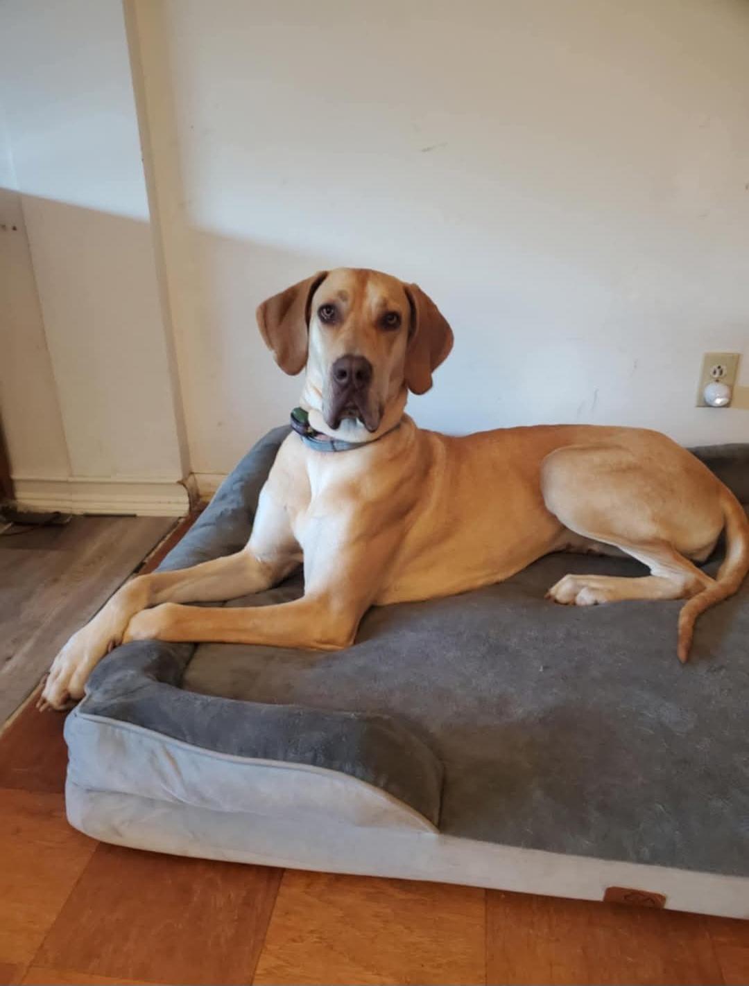 Nala, a Adopted Great Dane in ocala, FL image 4/5