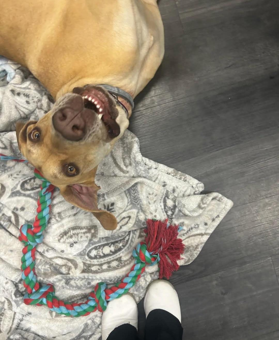 Nala, a Adopted Great Dane in ocala, FL image 5/5