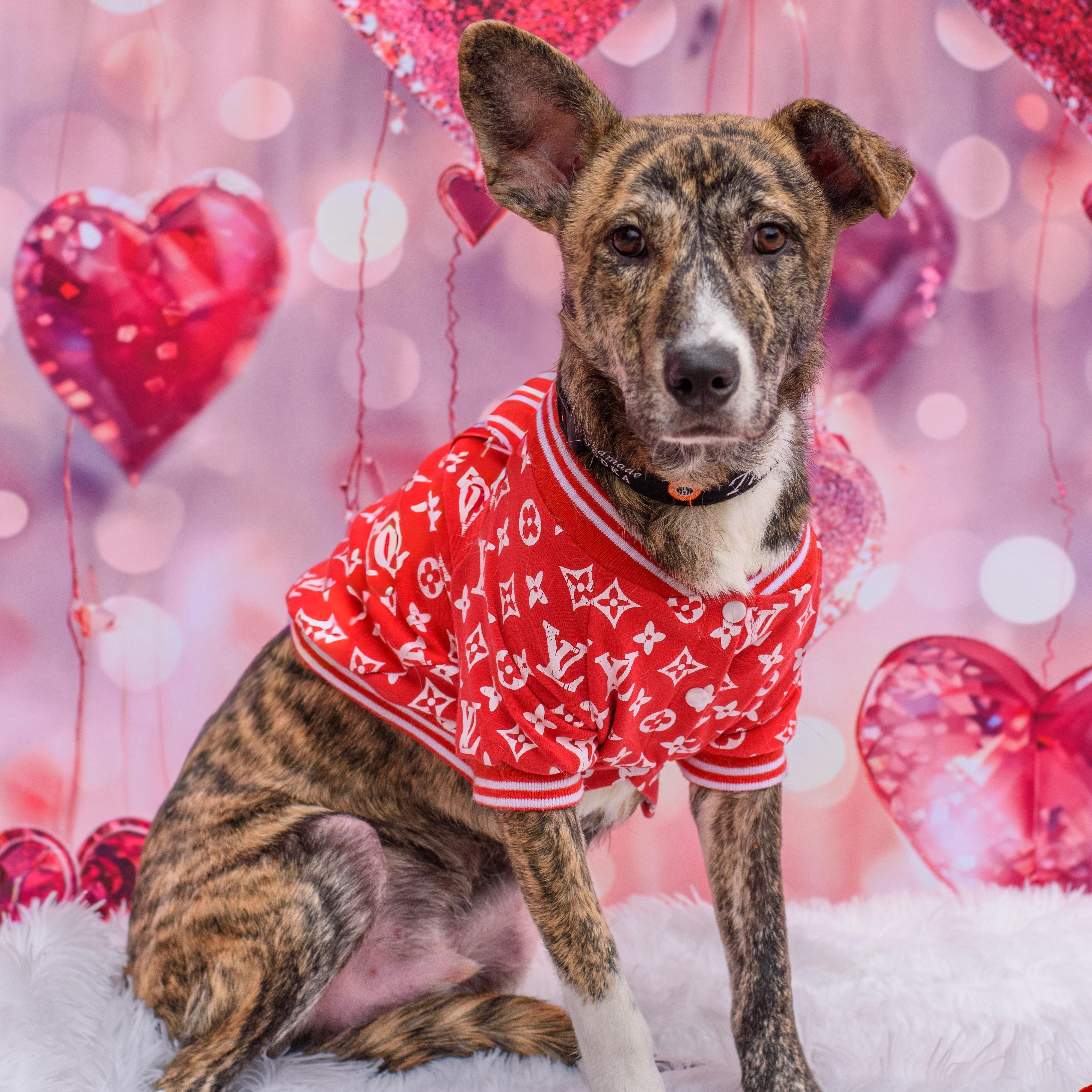 Roo , ADOPTABLE, Young Male Mixed Breed.