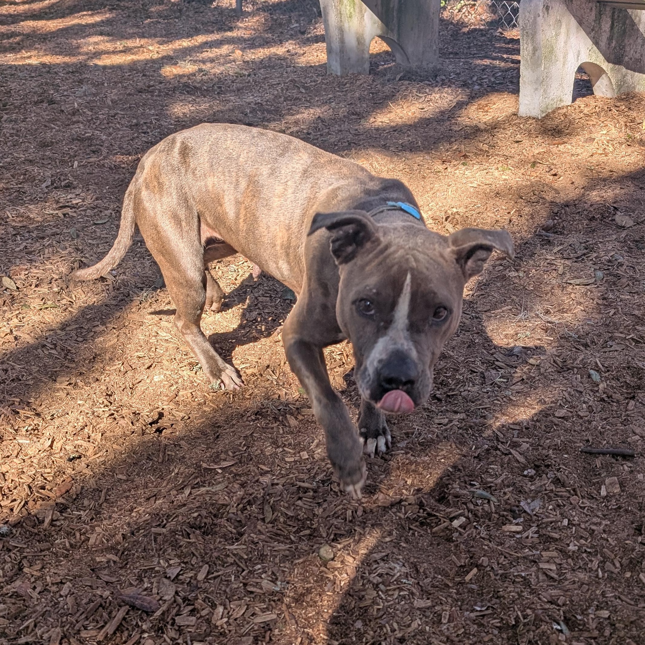 Enlarge Lyric, a ADOPTABLE mixed breed in St. Augustine, FL image 5/6