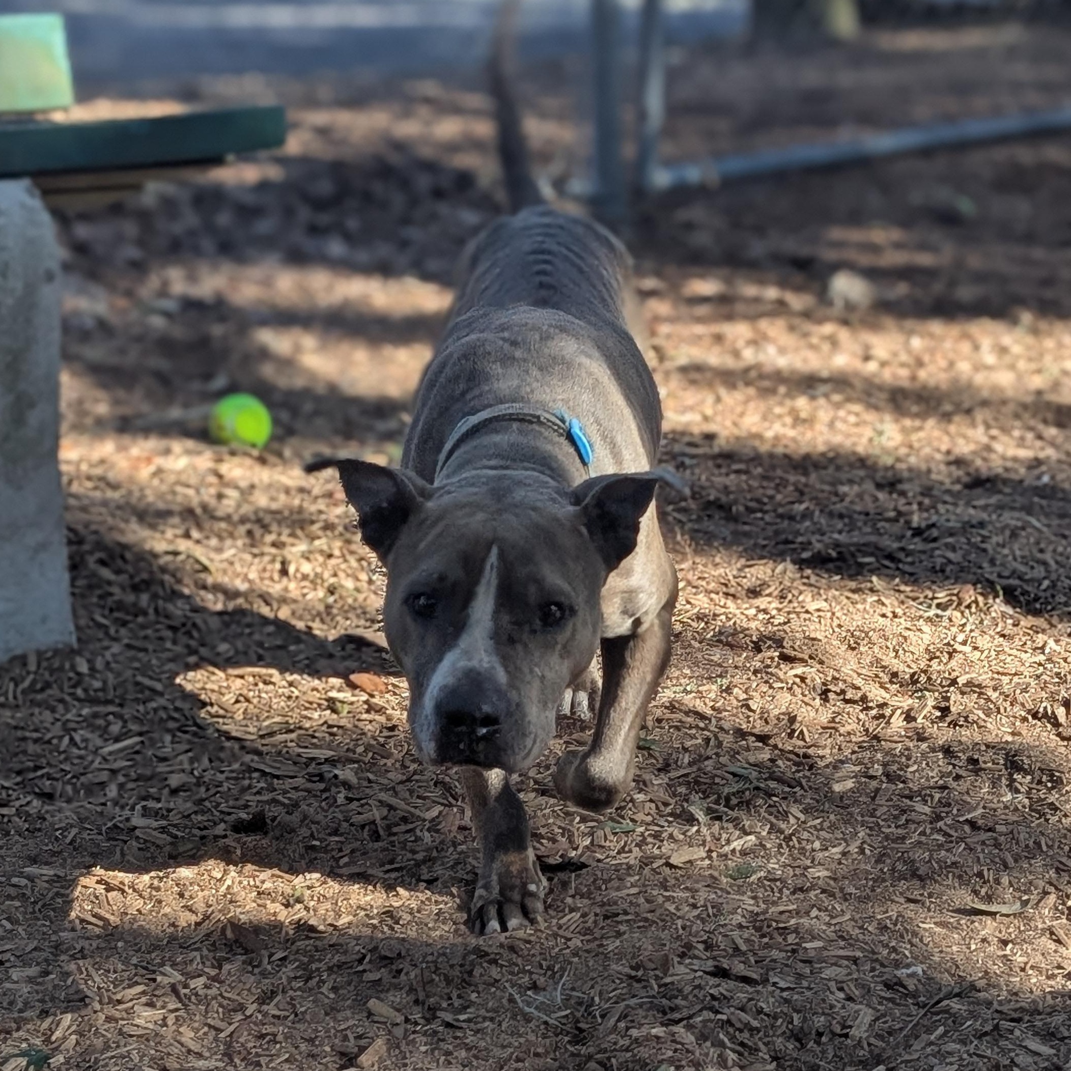 Enlarge Lyric, a ADOPTABLE mixed breed in St. Augustine, FL image 1/6