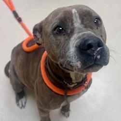 Enlarge Lyric, a ADOPTABLE mixed breed in St. Augustine, FL image 6/6