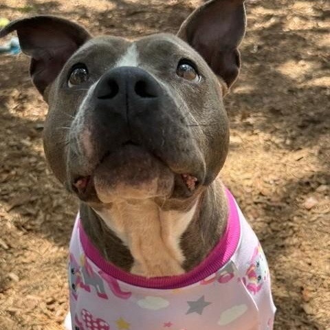 Lyric, a ADOPTABLE mixed breed in St. Augustine, FL image 1/6