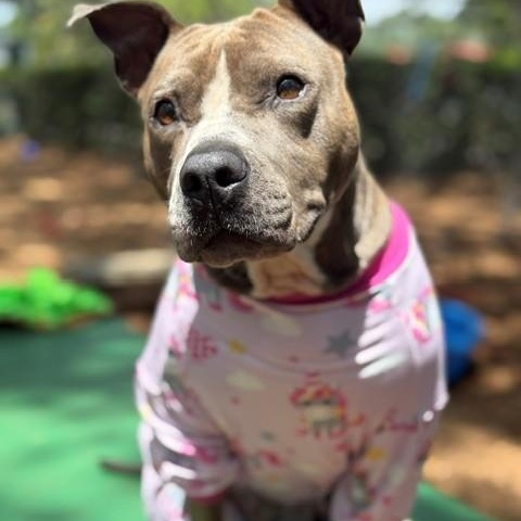Lyric, a ADOPTABLE mixed breed in St. Augustine, FL image 2/6