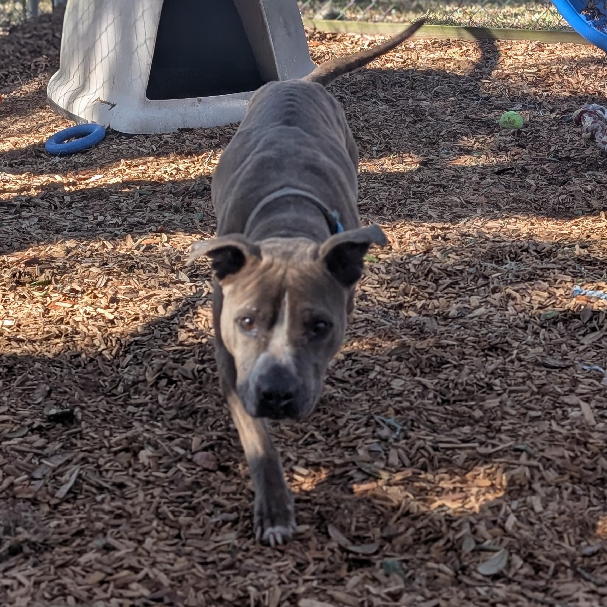 Enlarge Lyric, a ADOPTABLE mixed breed in St. Augustine, FL image 4/6