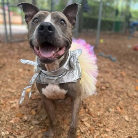 Lyric, a ADOPTABLE mixed breed in St. Augustine, FL image 3/6