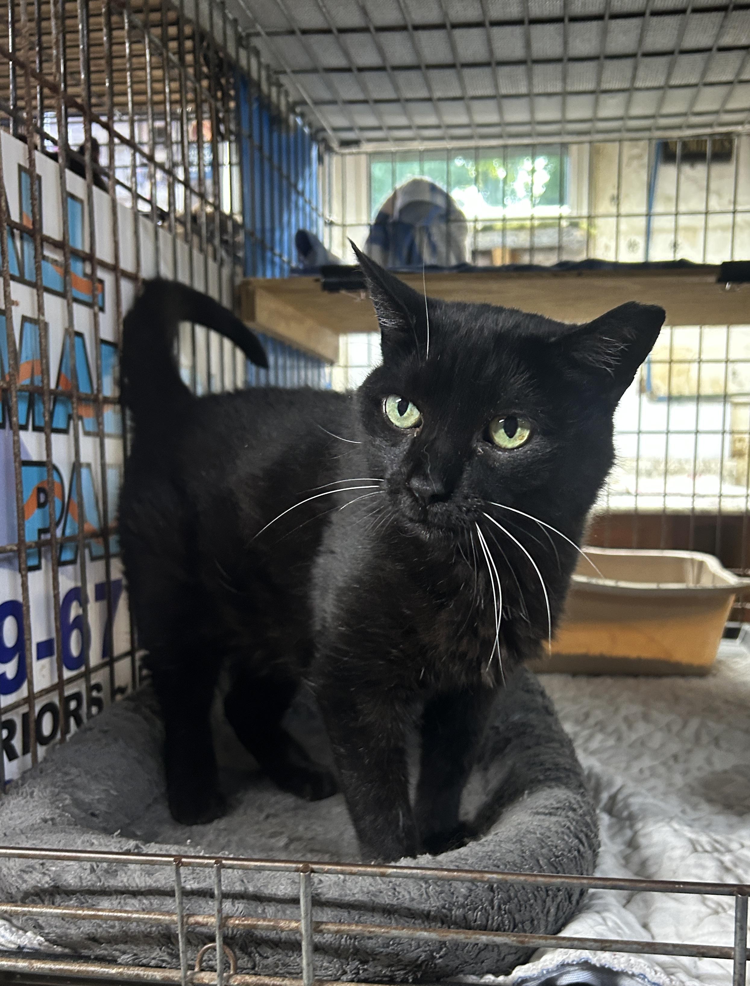 Francy, ADOPTABLE, Adult Female Domestic Short Hair.