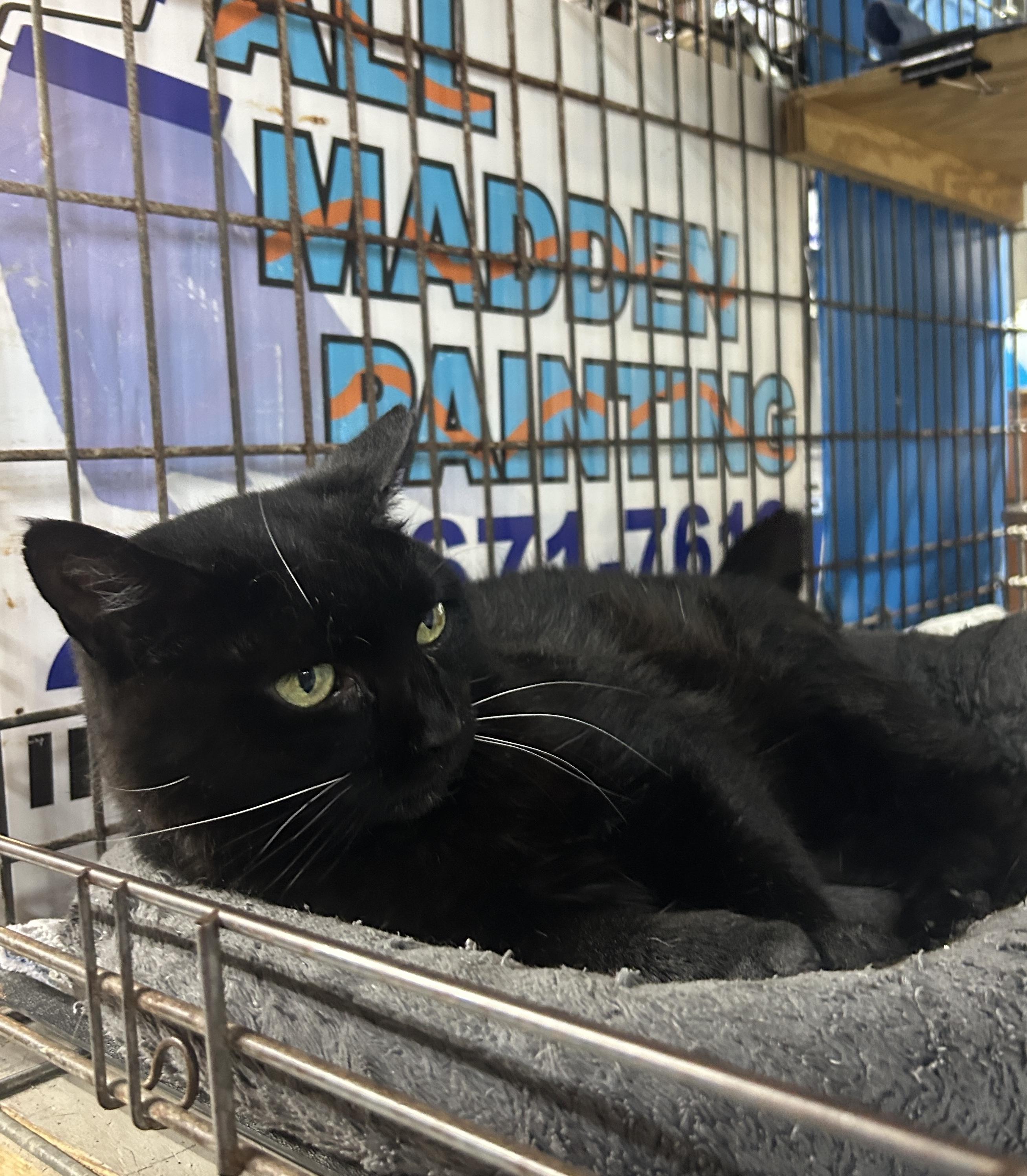 Enlarge Francy, a ADOPTABLE Domestic Short Hair in Avon, OH image 5/6