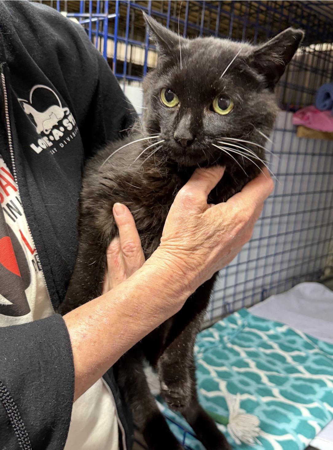 Enlarge Francy, a ADOPTABLE Domestic Short Hair in Avon, OH image 3/6