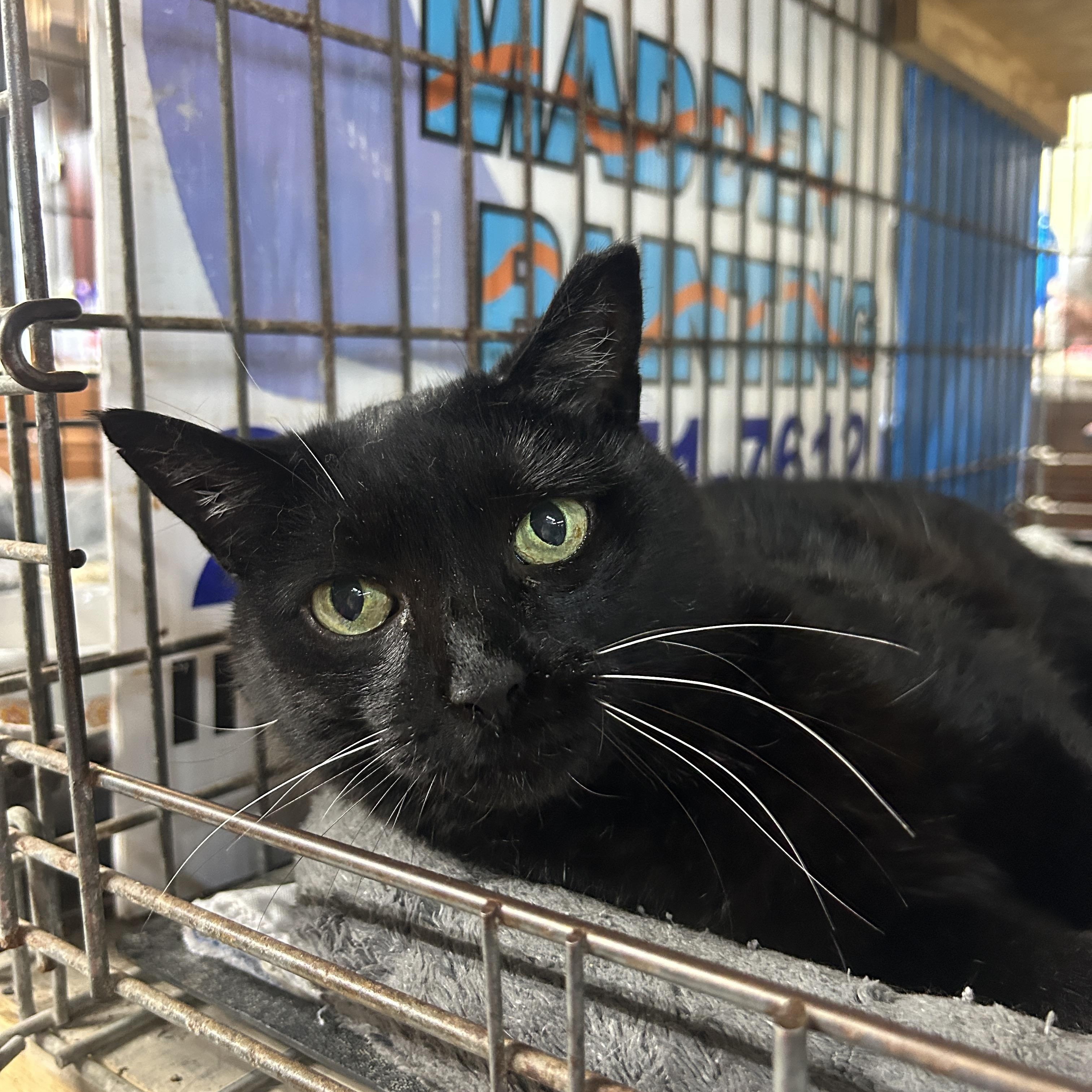 Enlarge Francy, a ADOPTABLE Domestic Short Hair in Avon, OH image 6/6