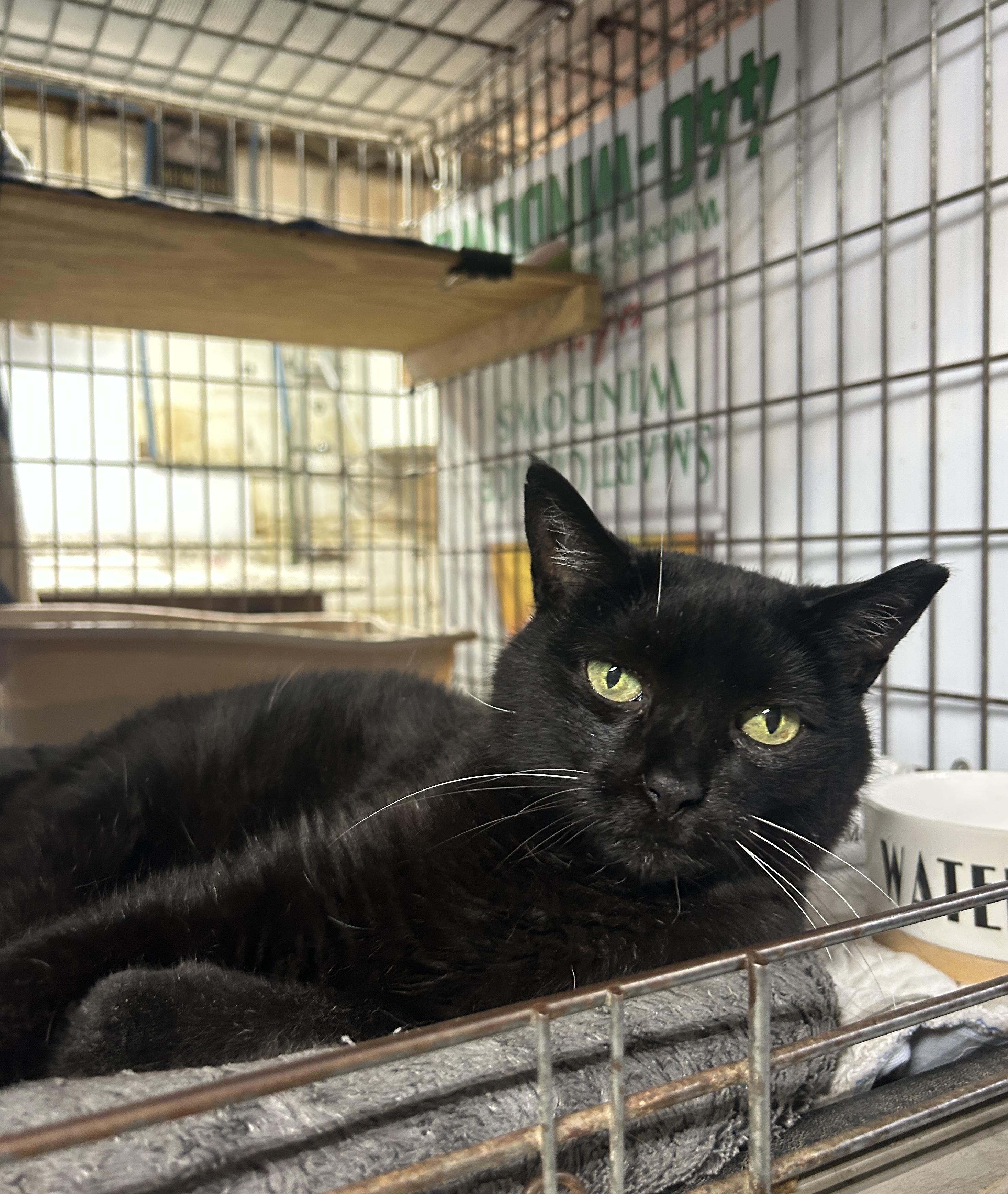 Enlarge Francy, a ADOPTABLE Domestic Short Hair in Avon, OH image 2/6