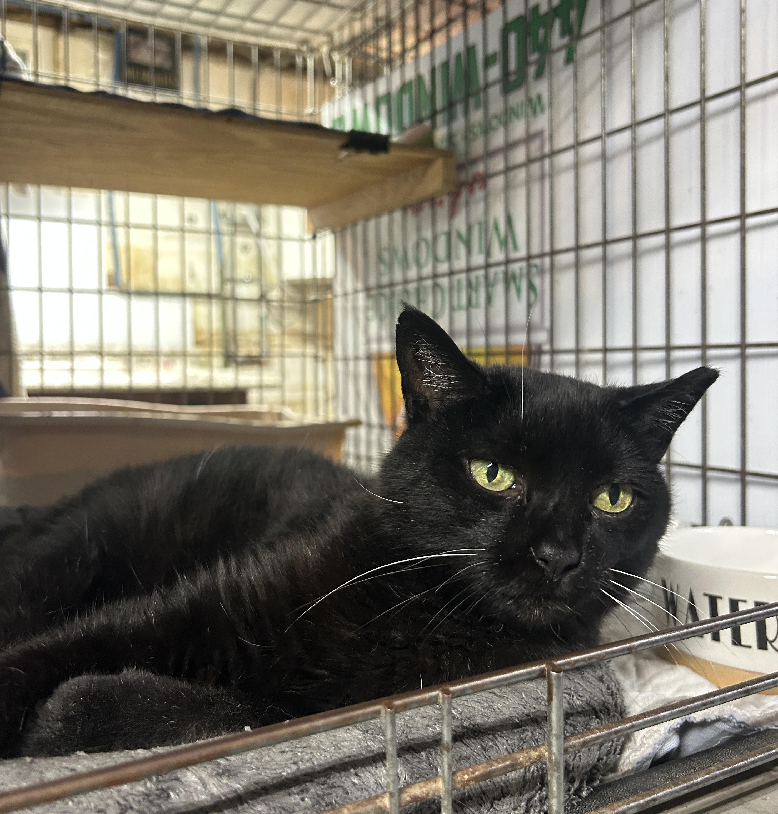 Enlarge Francy, a ADOPTABLE Domestic Short Hair in Avon, OH image 4/6