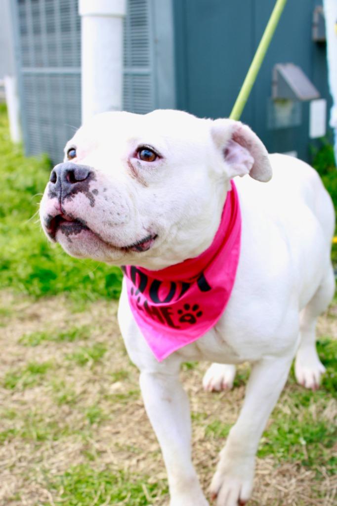 Queenie, Adoptable, Adult Female American Bulldog.