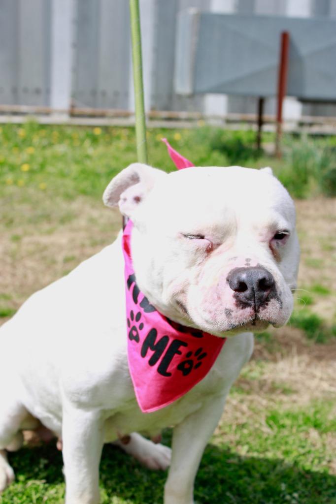 Enlarge Queenie, a Adoptable American Bulldog in Dyersburg, TN image 2/3