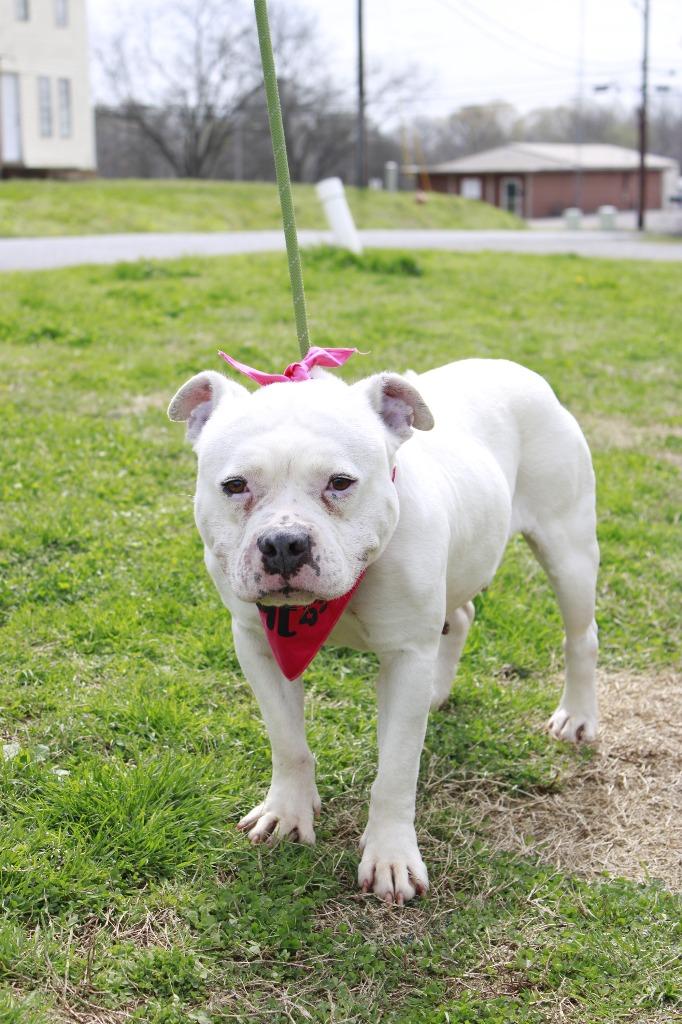 Enlarge Queenie, a Adoptable American Bulldog in Dyersburg, TN image 3/3