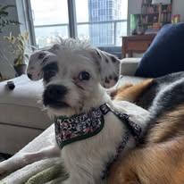 Enlarge Wiggles, a ADOPTABLE Mixed Breed in Miami, FL image 2/2