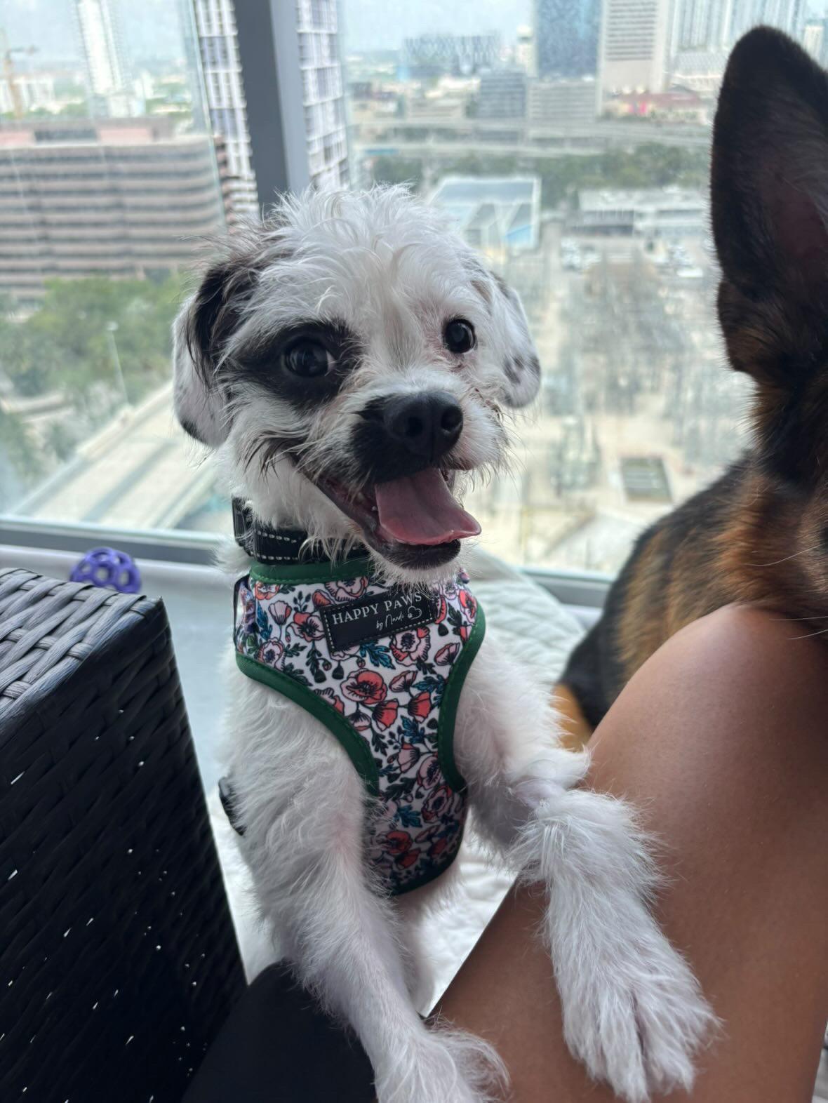 Enlarge Wiggles, a ADOPTABLE Mixed Breed in Miami, FL image 1/2