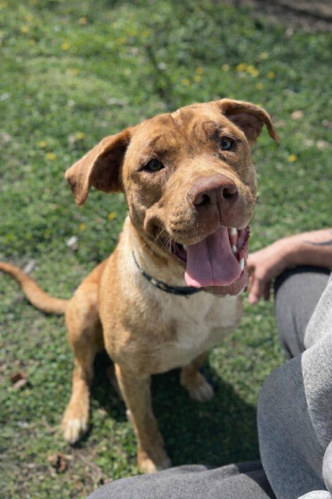 Taylor Sue, Adoptable, Young Female Pit Bull Terrier.