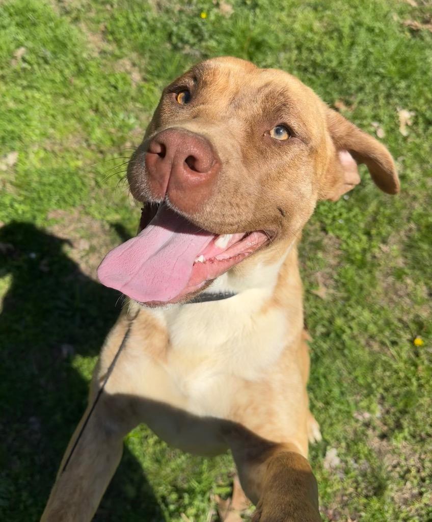 Taylor Sue, a Adoptable mixed breed in Princeton, MA image 2/6