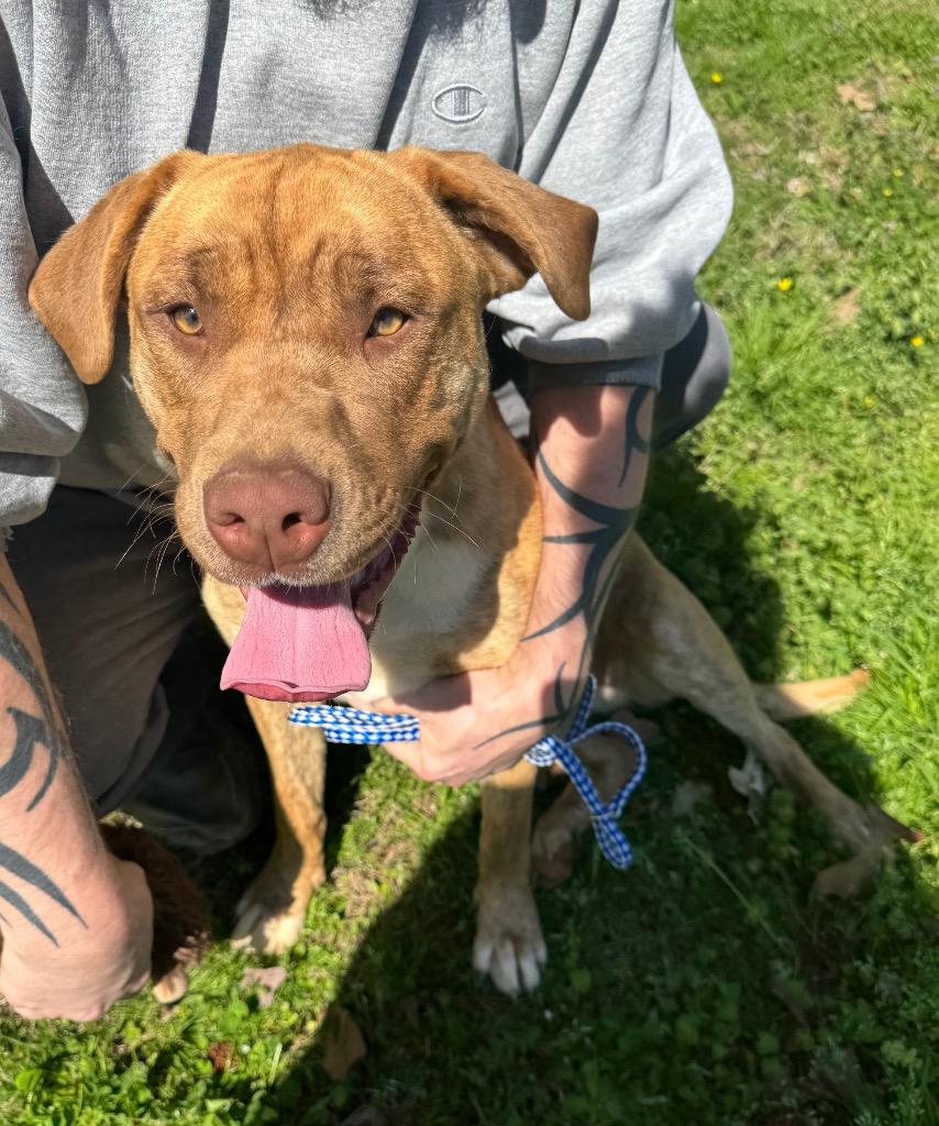 Taylor Sue, a Adoptable mixed breed in Princeton, MA image 3/6