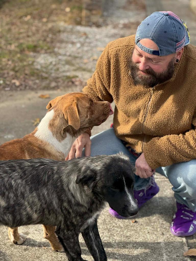 Taylor Sue, a Adoptable mixed breed in Princeton, MA image 4/6