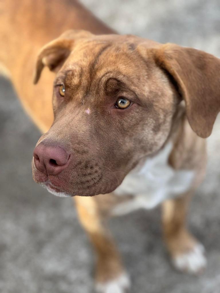 Taylor Sue, a Adoptable mixed breed in Princeton, MA image 5/6