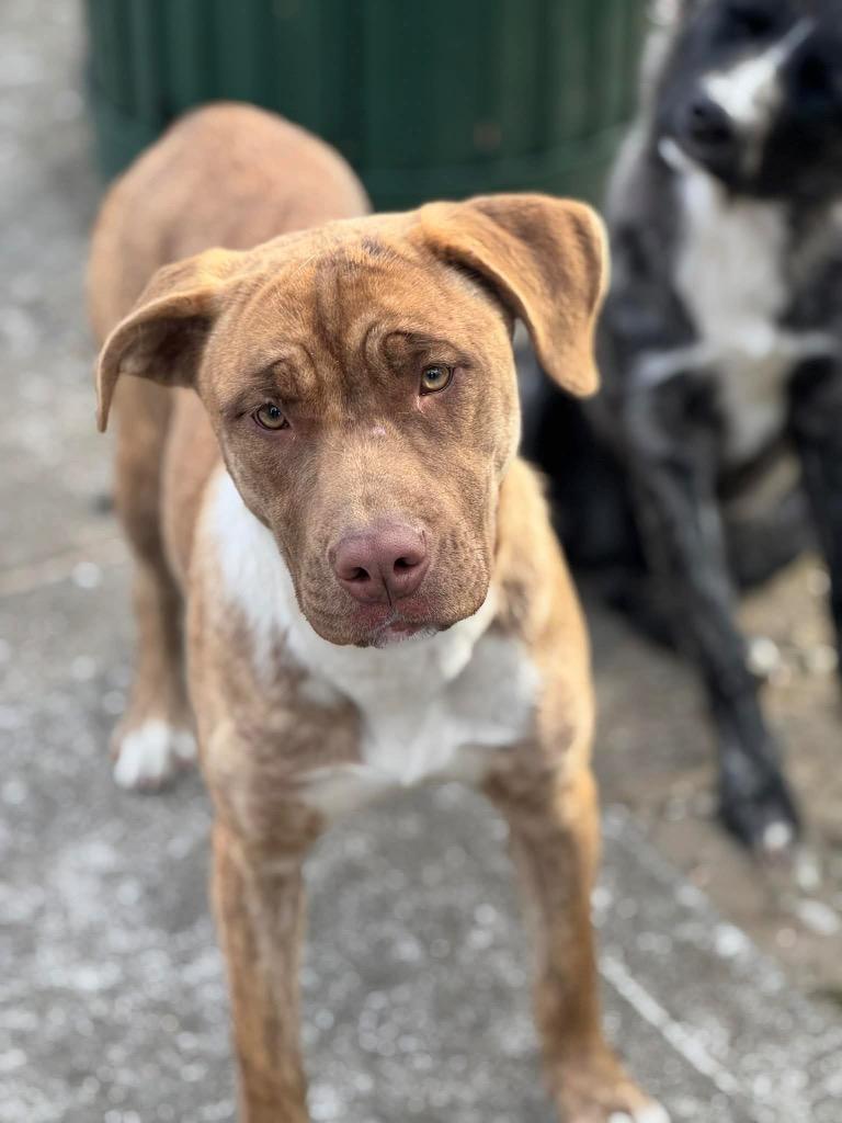 Taylor Sue, a Adoptable mixed breed in Princeton, MA image 6/6