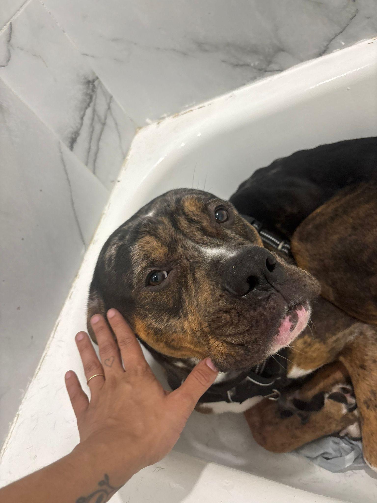 Ares, ADOPTABLE, Young Male American Bully & Cane Corso.