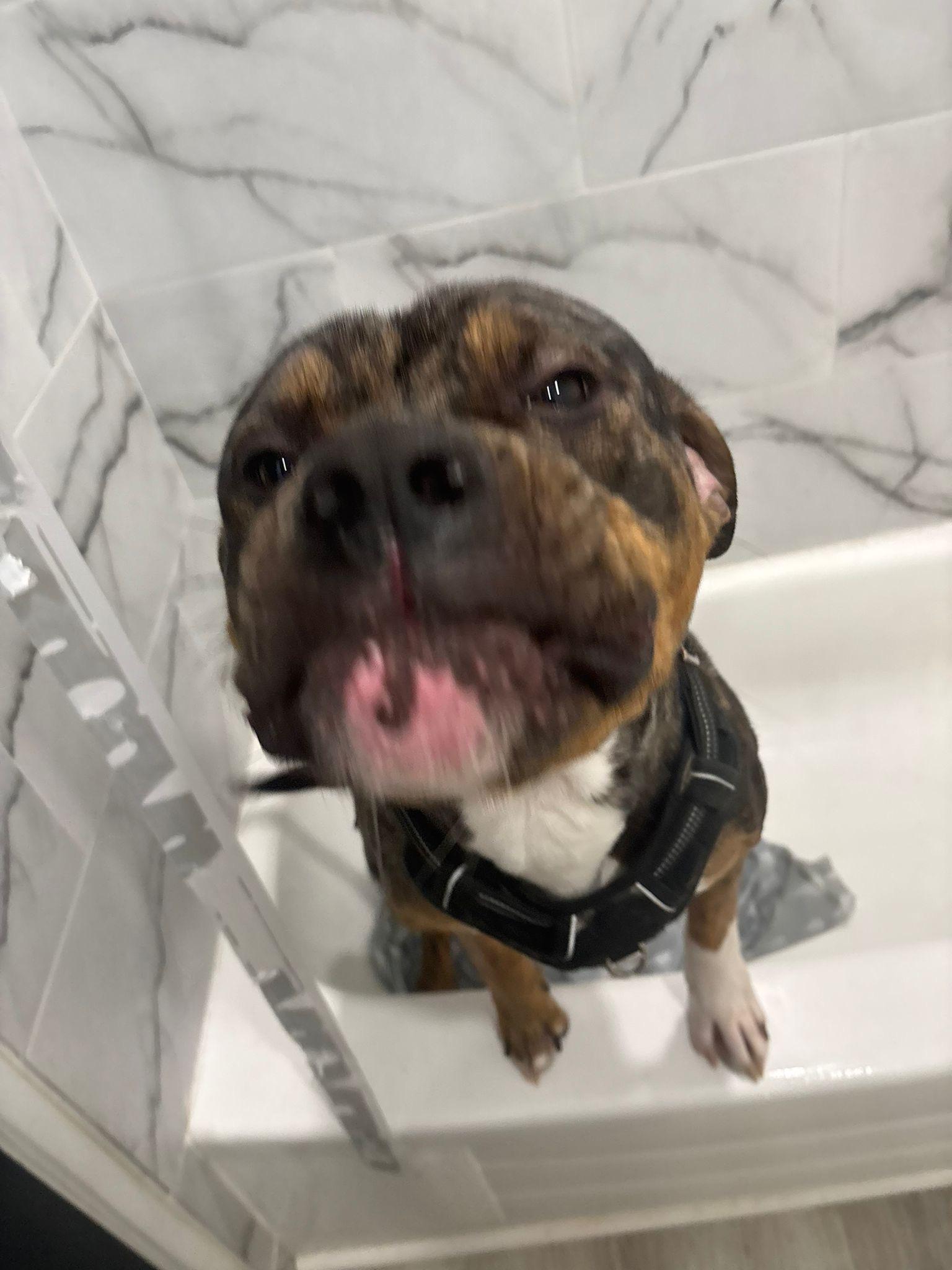 Enlarge Ares, a ADOPTABLE mixed breed in Oakville, ON image 2/3