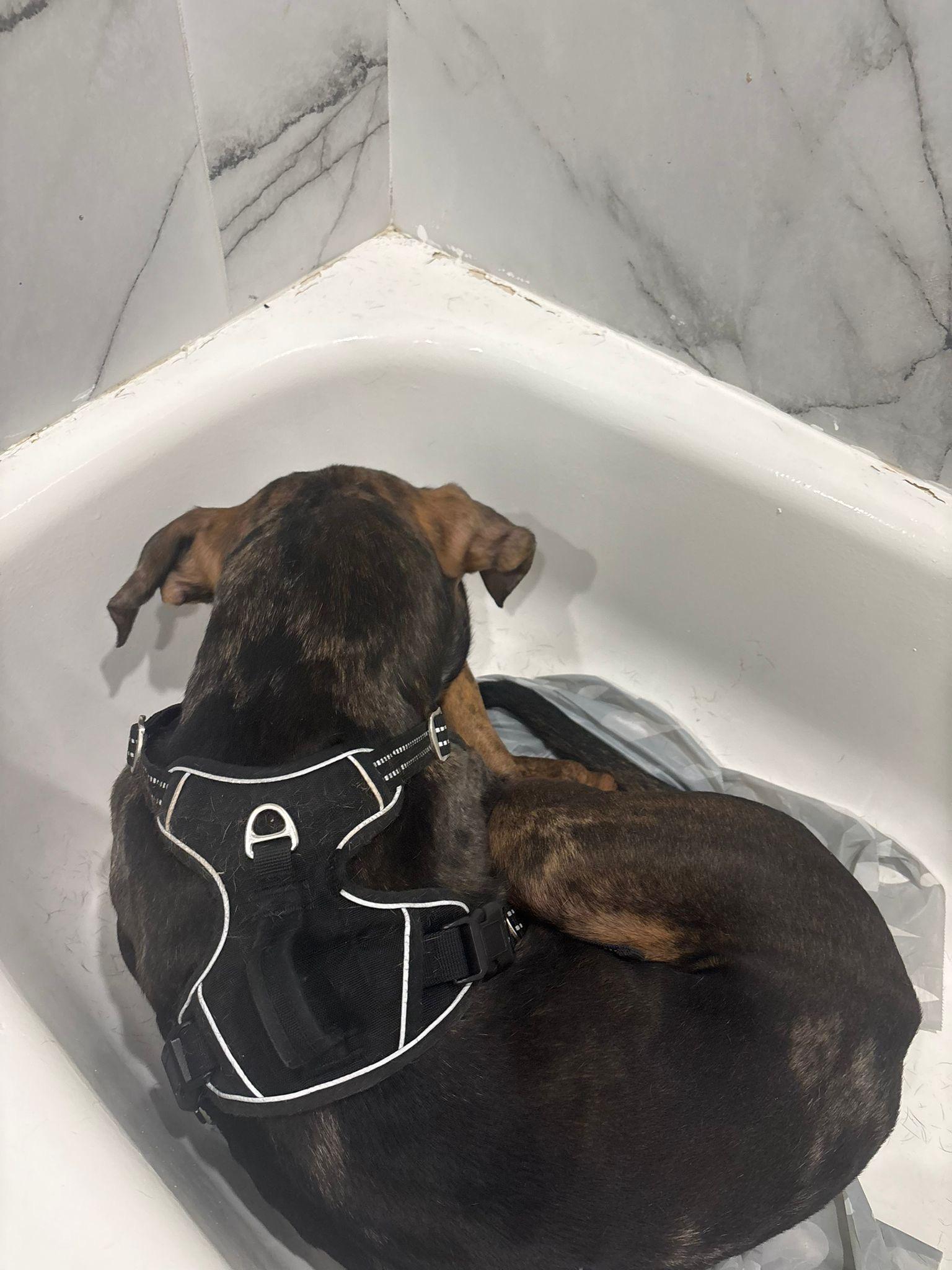 Enlarge Ares, a ADOPTABLE mixed breed in Oakville, ON image 3/3