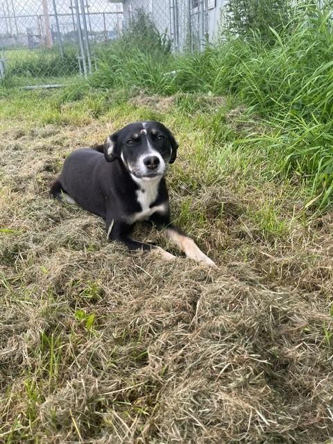 Monica, ADOPTABLE, Young Female Black Labrador Retriever.
