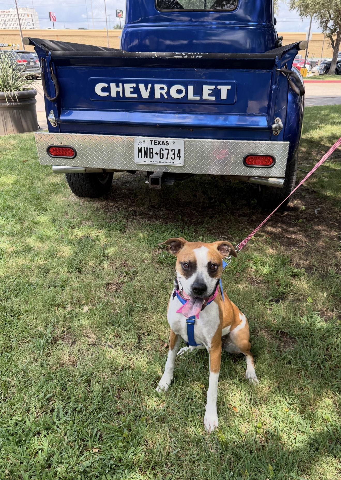 Prada, Adoptable, Adult Female Boxer.