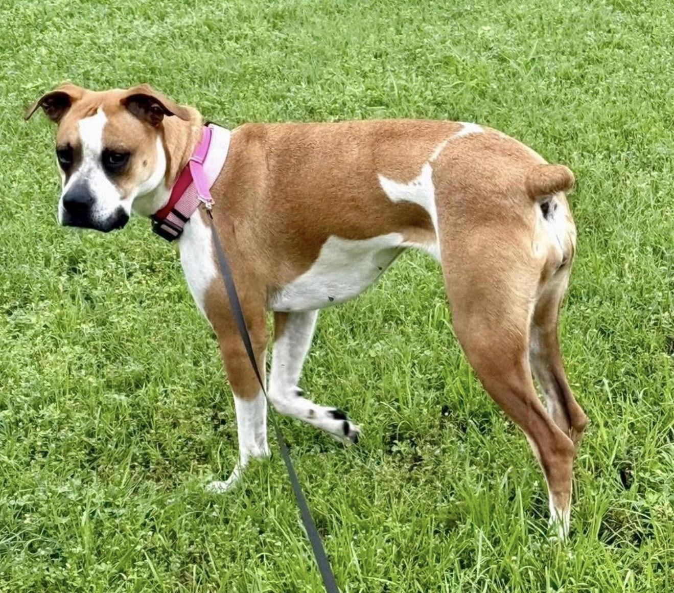 Prada, a Adoptable Boxer in Euless, TX image 3/3