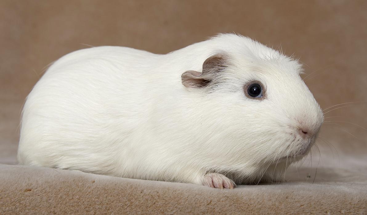 Milo, a ADOPTABLE Short-Haired in Chicago, IL image 5/5