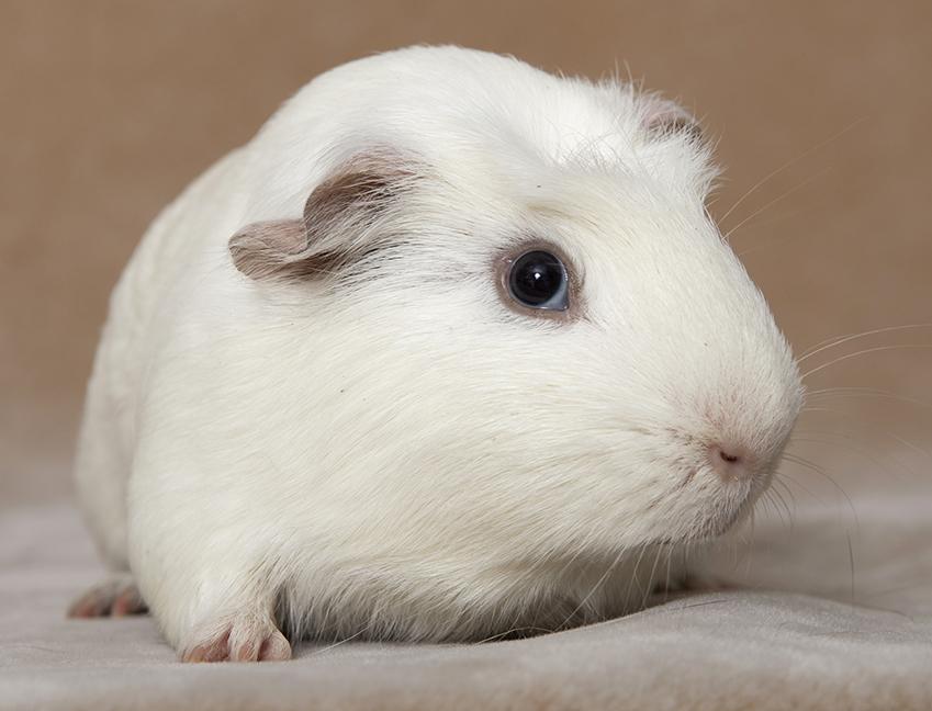 Milo, a ADOPTABLE Short-Haired in Chicago, IL image 3/5