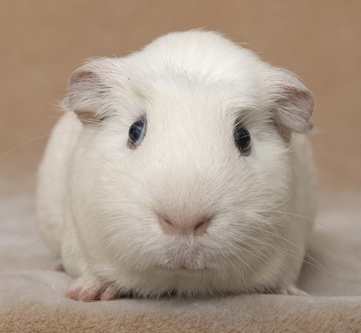 Milo, a ADOPTABLE Short-Haired in Chicago, IL image 1/5
