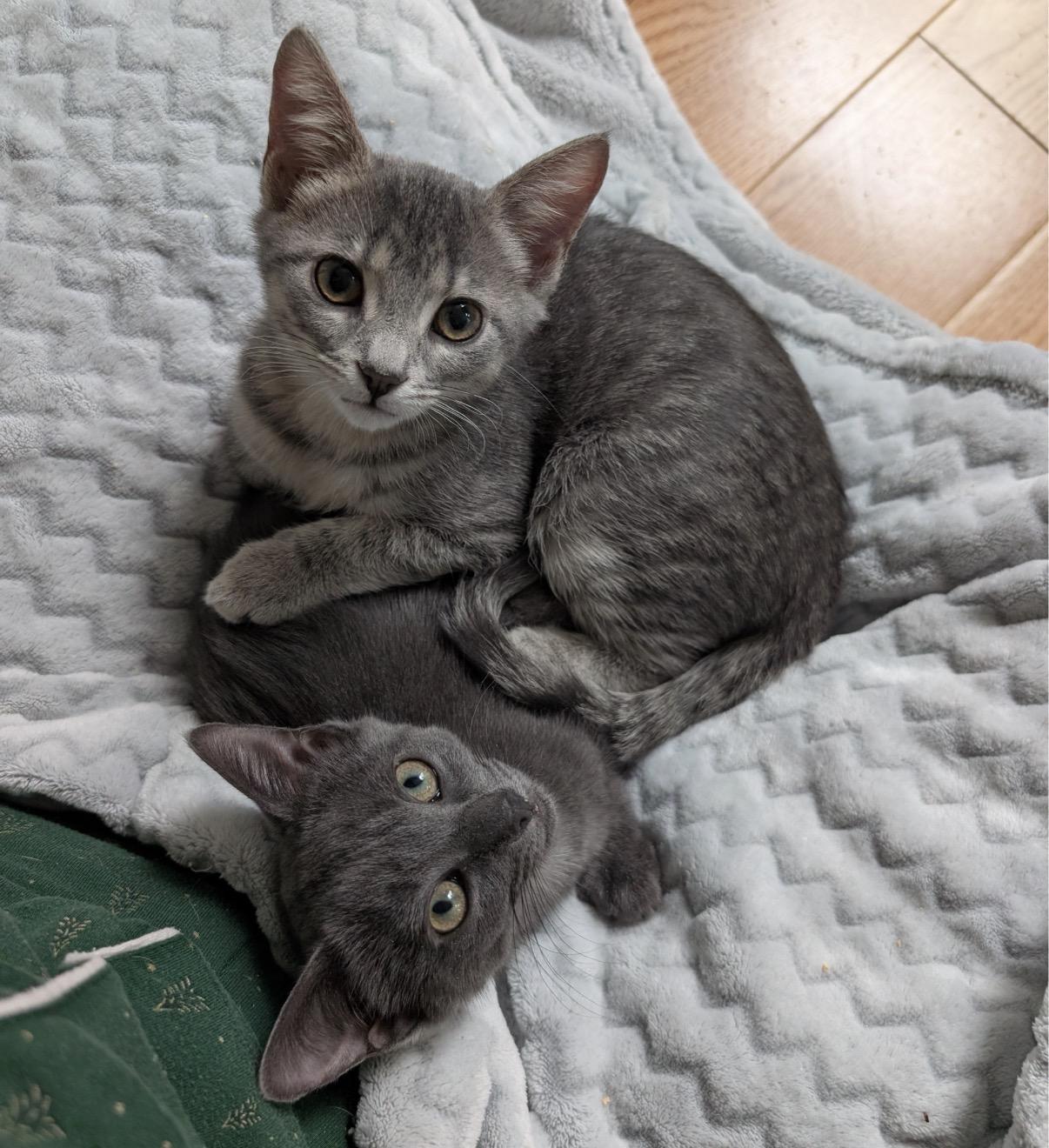 Enlarge C-Note & Hundy (bonded pair), a Adoptable Domestic Short Hair in Alexandria, VA image 6/6