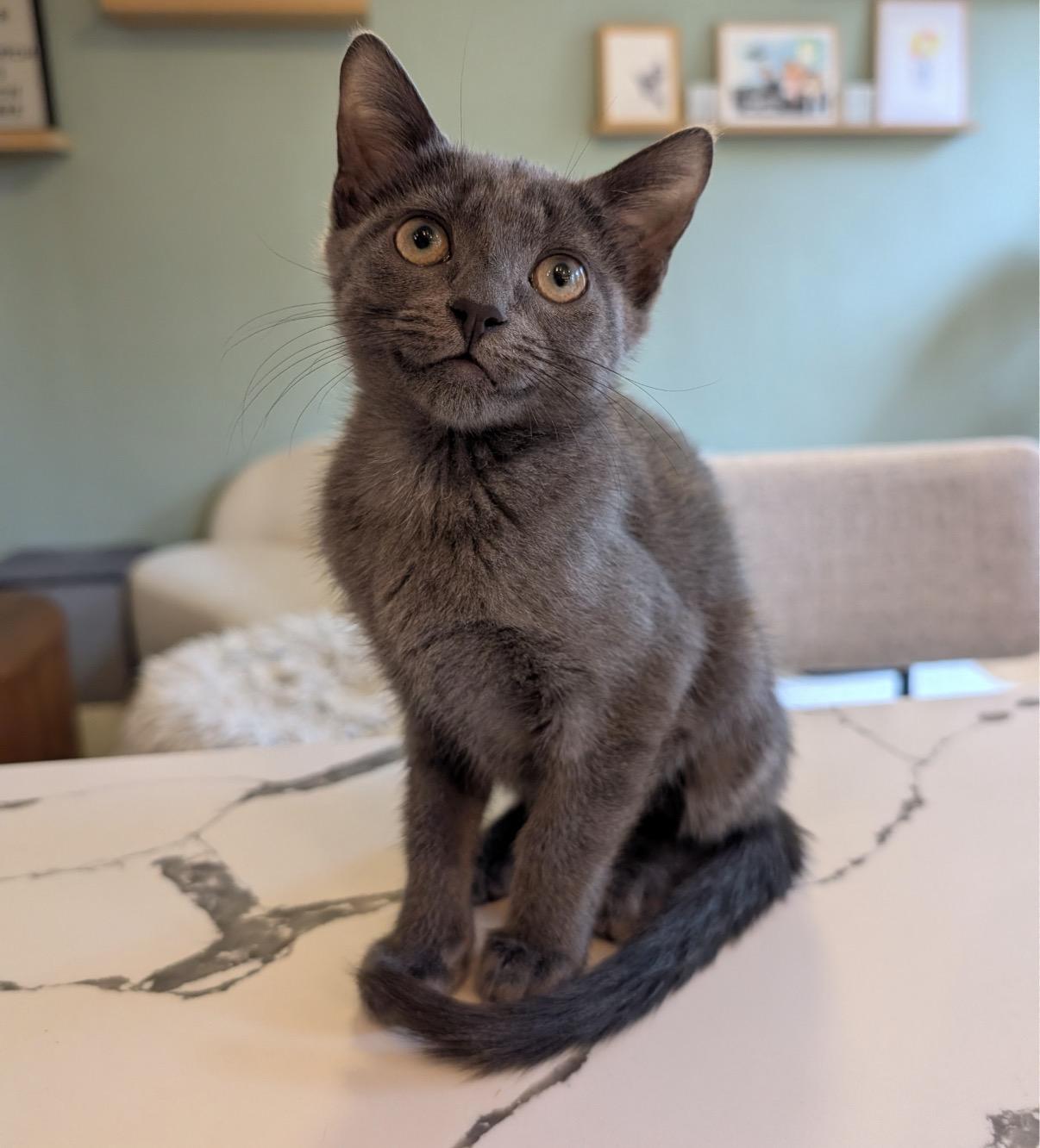 Enlarge C-Note & Hundy (bonded pair), a Adoptable Domestic Short Hair in Alexandria, VA image 4/6
