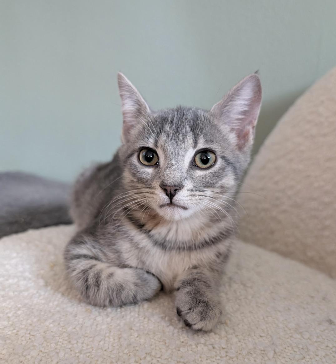Enlarge C-Note & Hundy (bonded pair), a Adoptable Domestic Short Hair in Alexandria, VA image 5/6
