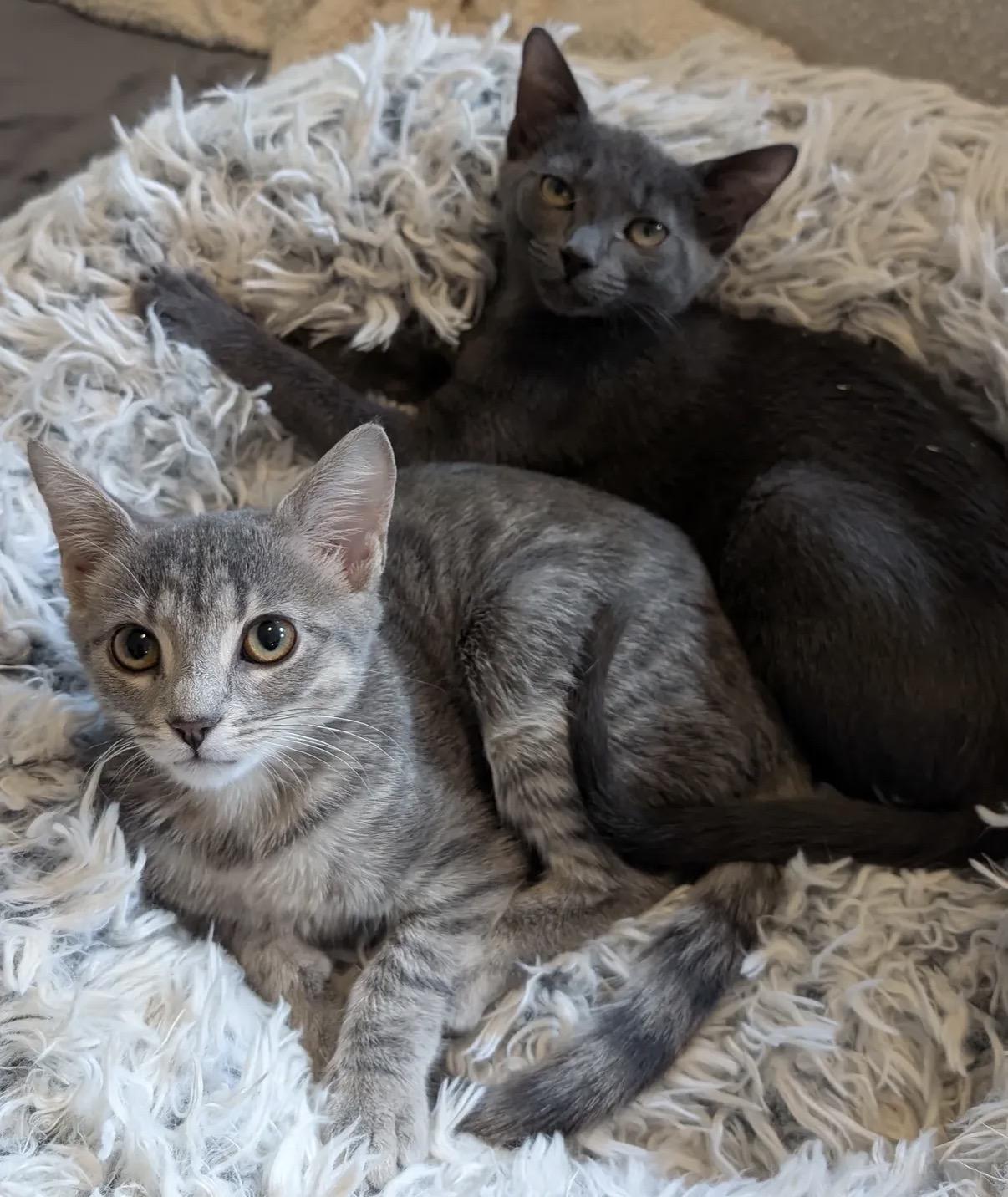 C-Note & Hundy (bonded pair), Adoptable, Kitten Female Domestic Short Hair.