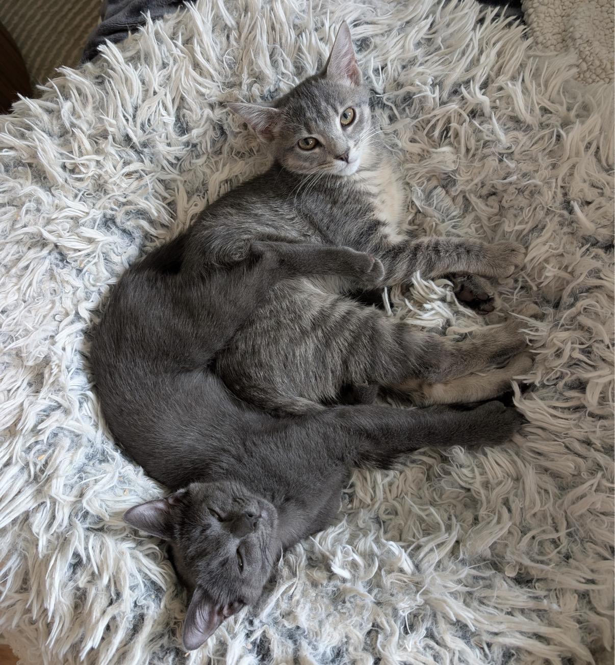 Enlarge C-Note & Hundy (bonded pair), a Adoptable Domestic Short Hair in Alexandria, VA image 3/6