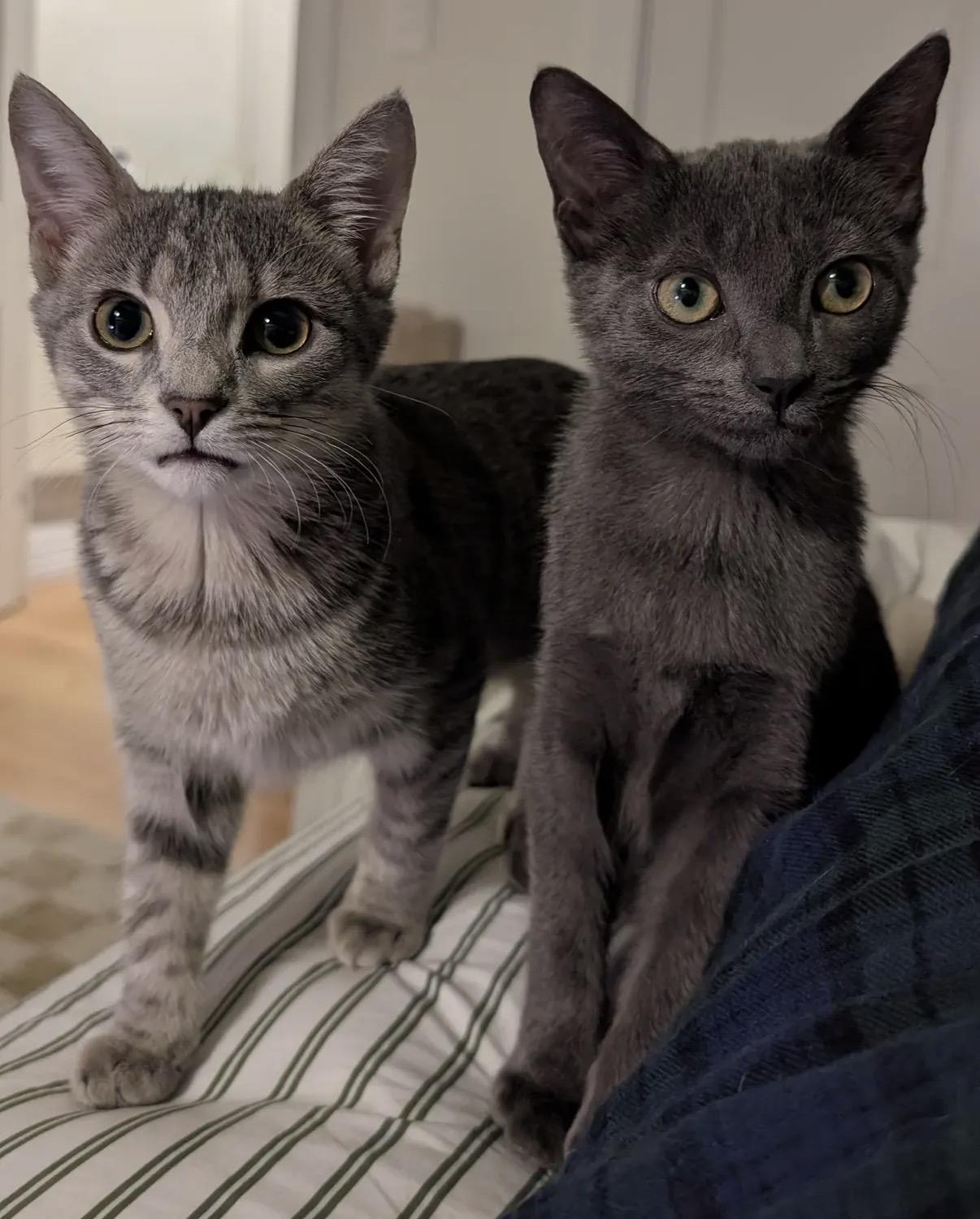 Enlarge C-Note & Hundy (bonded pair), a Adoptable Domestic Short Hair in Alexandria, VA image 2/6