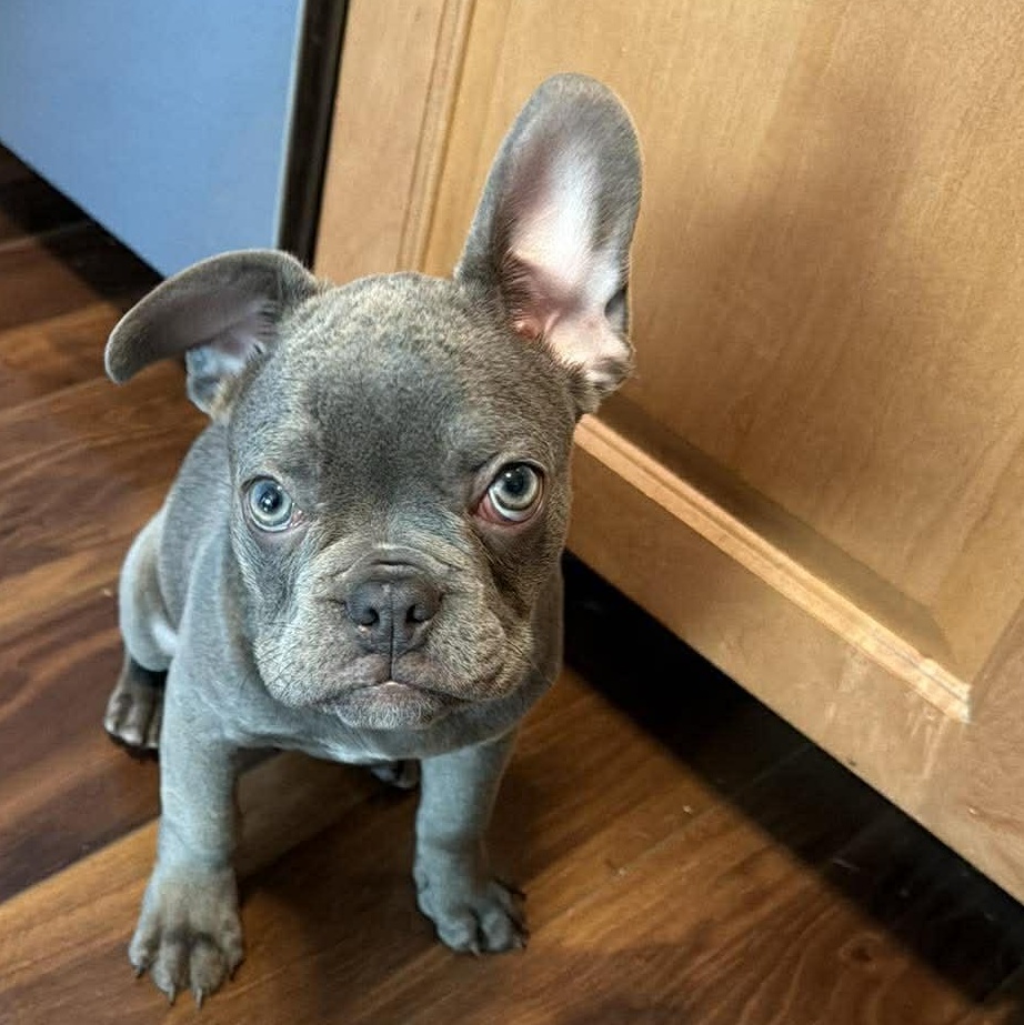 Franklin, adopted, Young Male French Bulldog.