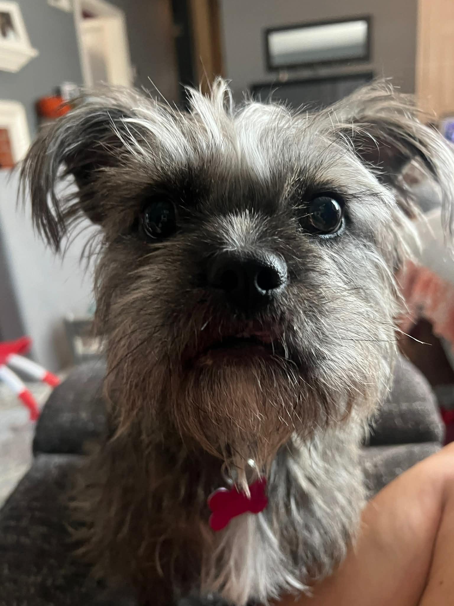 Birdie, Adoptable, Young Female Brussels Griffon.