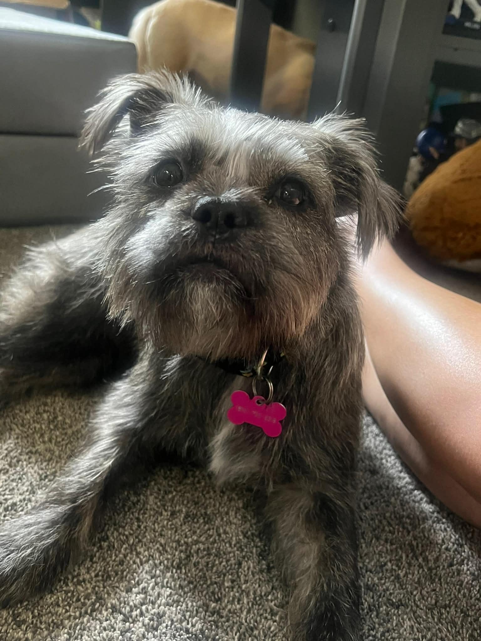 Birdie, a Adoptable mixed breed in Kansas City, MO image 2/4