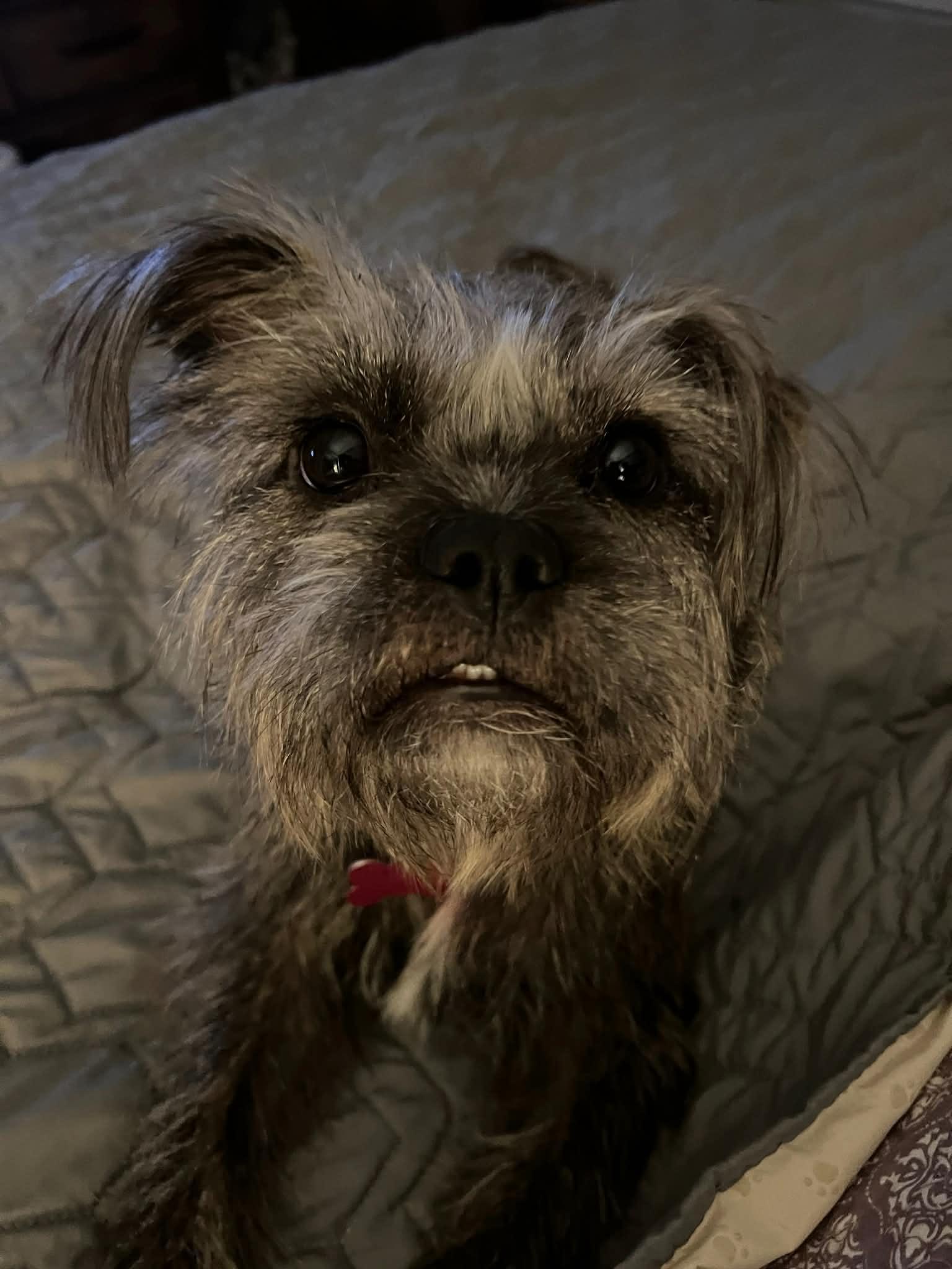 Birdie, a Adoptable mixed breed in Kansas City, MO image 3/4