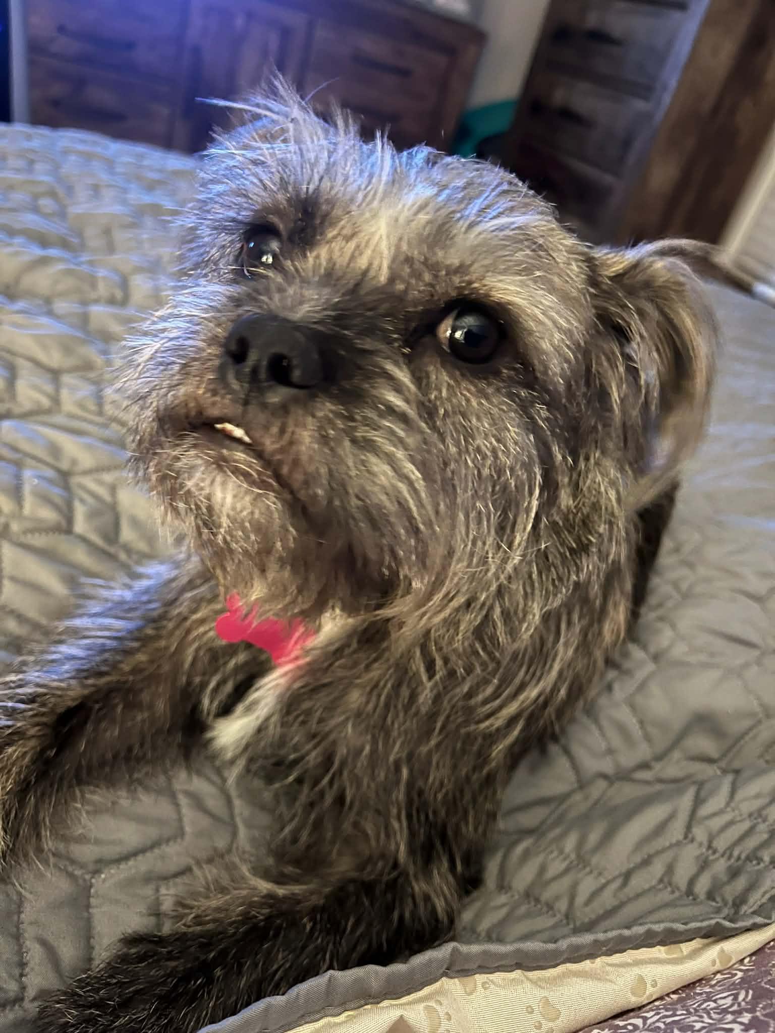 Birdie, a Adoptable mixed breed in Kansas City, MO image 4/4